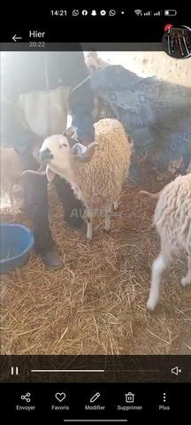 Mouton pour l'Aïd - 2