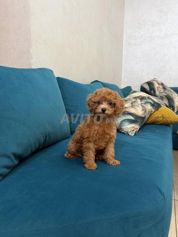 Poodle toy rouge