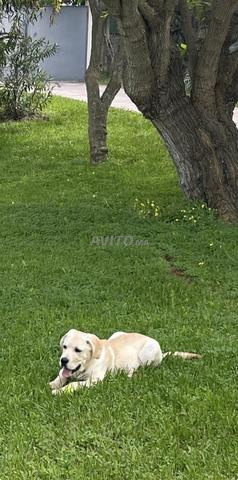 Labrador (7 mois) - 2