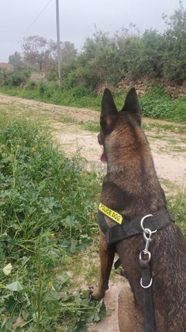 Malinois charbonné pure race pour élevage ou garde - 2