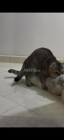 Scottish Fold pour accouplement - 2