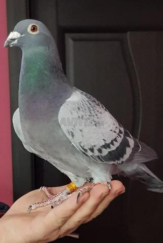 حمام زاجل للبيع - 2