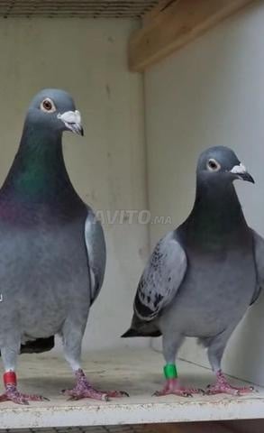 Pigeons voyageurs - 2