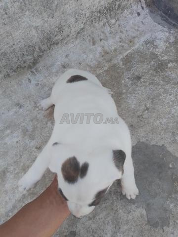 Chienne dog à vendre - 2