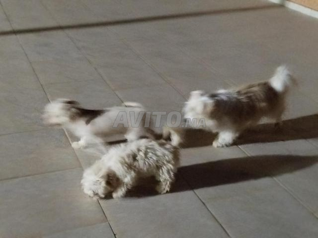 bichon maltais - 2