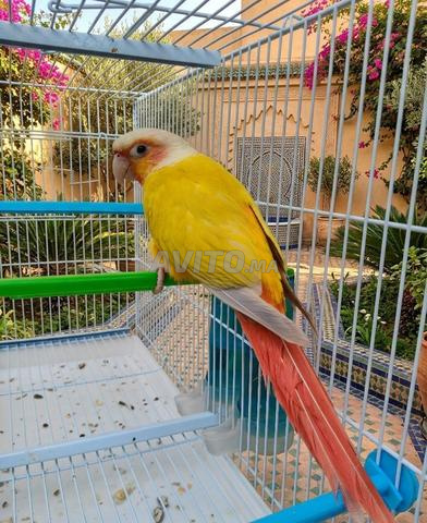 Conure de Molina mutation Suncheek sauvage