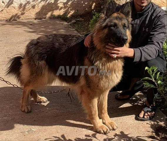 Chiots berger allemand poil long