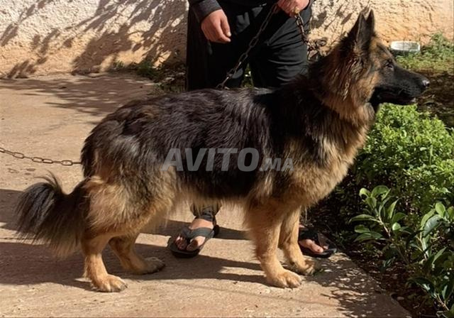 Chiots berger allemand poil long - 2