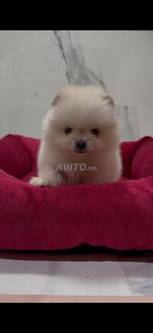 Spitz nain - 2