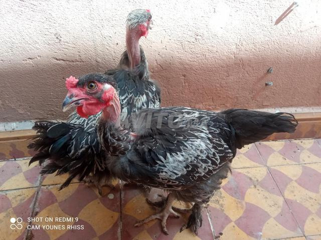 Poussins Cou nu - 2