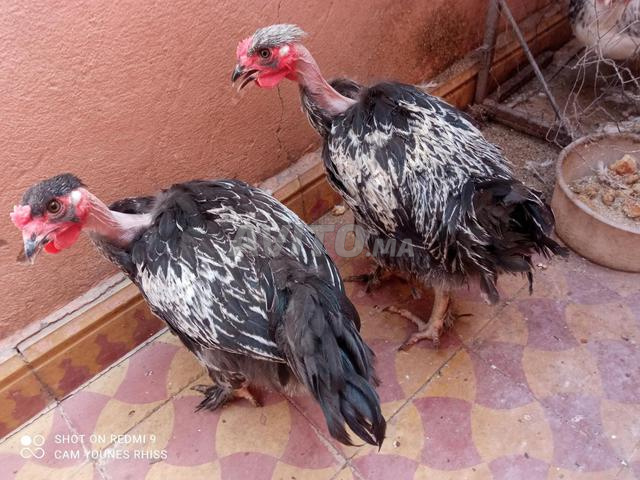 Poussins Cou nu