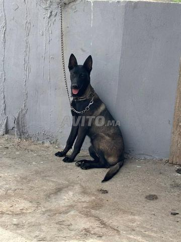Super femelle malinois très charbonnée - 2