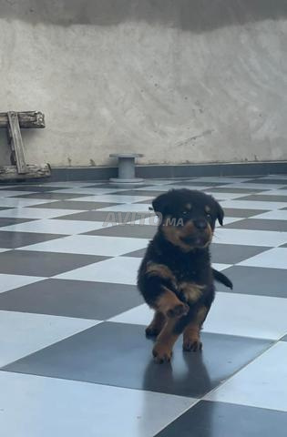 Bébé chien Rott - 2