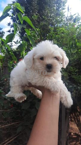 Bichon Maltais - 2