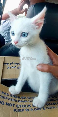 Chat Angora Turc - 2