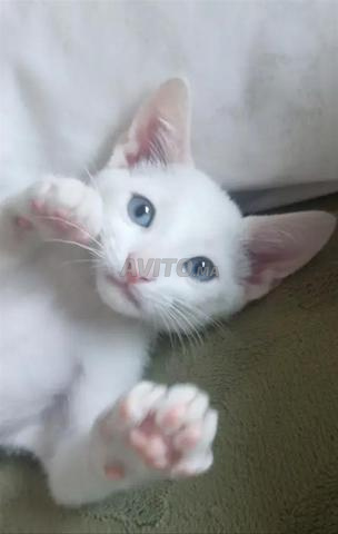 Chat Angora Turc - 2