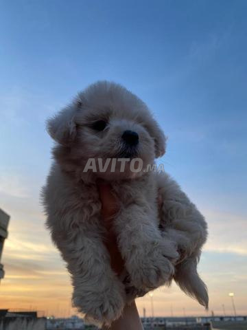 Bichon maltais mâle - 2