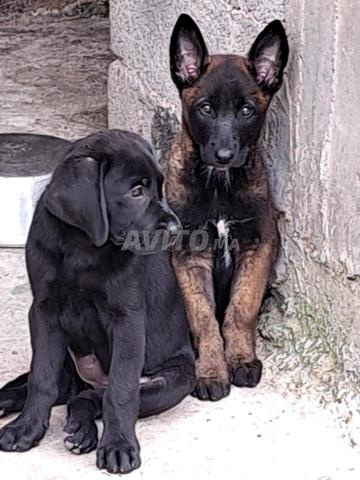 Femelle Labrador - 2