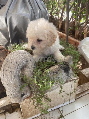 Bichon Maltais - 2