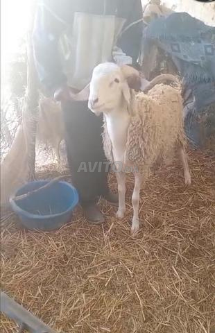 Mouton (agneau de lait) - 2