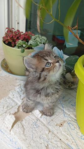 Chaton persan - 2