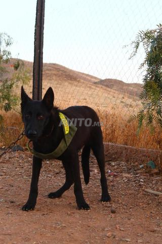 Mâle croisé entre Berger Allemand noir et Malinois - 2