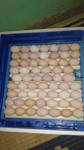Incubateur à vendre 530 œufs