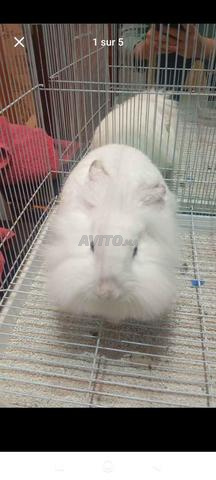 2 lapins domestiques, un de race tête de lion