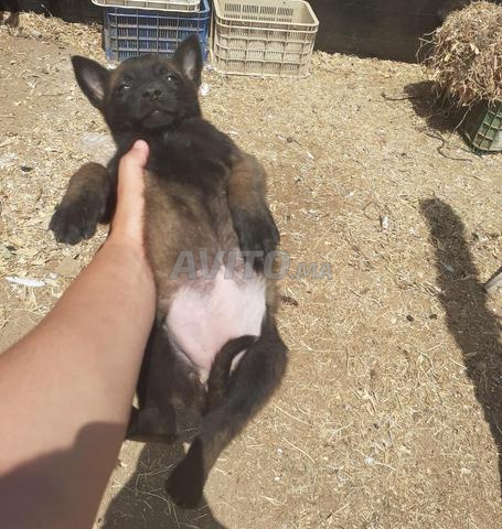 Malinois Charbonné à vendre - 2