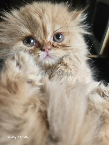 Chatons persans - 2