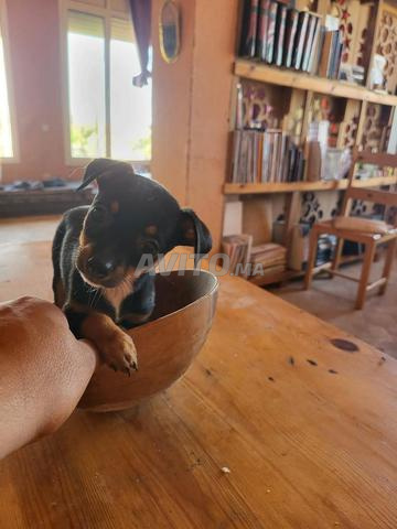 Chiot Pinscher nain petite taille (chien de poche)
