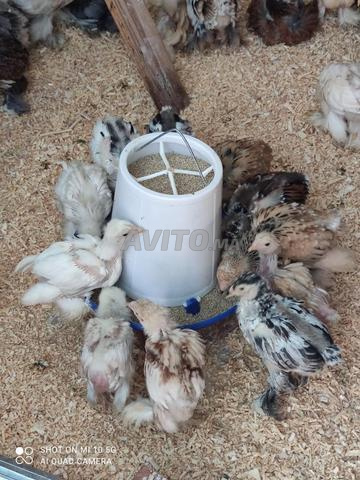 Poussins Brahma couleur 1 mois 2 mois 3 mois - 2