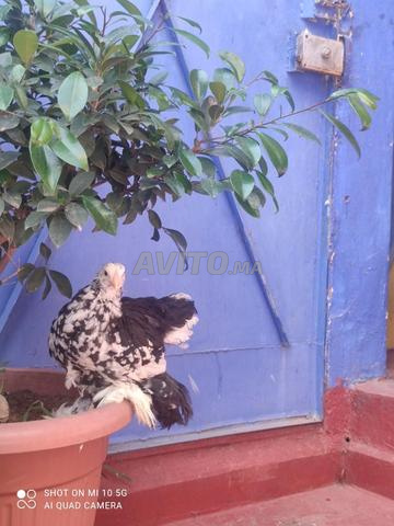 Poussin Brahma. - 2