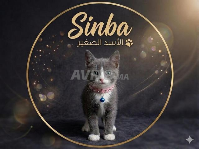 Chat 🐈 à vendre