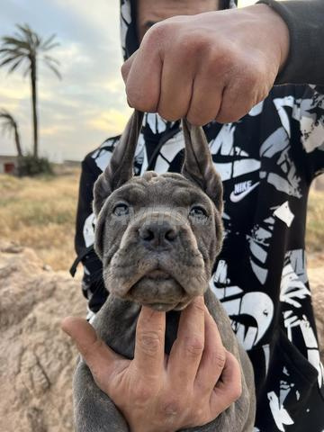 Canecorsso pedigree - 2