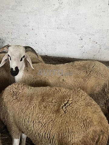 Mouton Sardi Hawli pour l'Aïd - 2