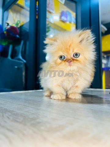 Chat persan - 2