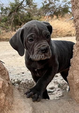 Canecorso pedigree