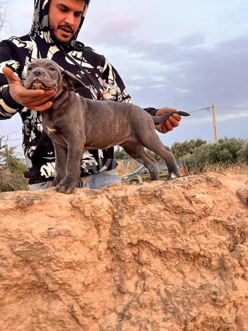 Canecorso pedigree