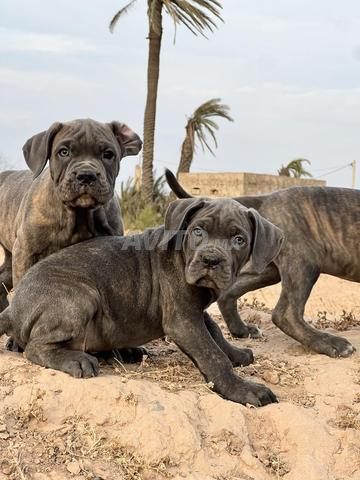 Canecorso pedigree