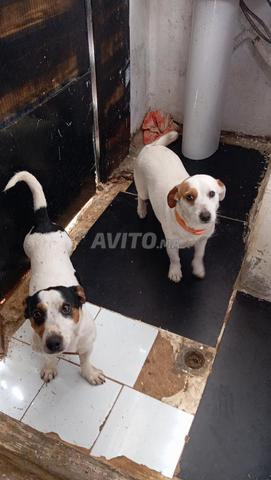 Jack Russell - 2