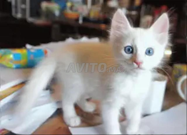 Chatons Angora Turc