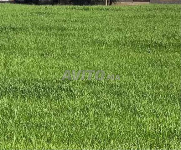 TERRAIN AGRICOLE TIFLET