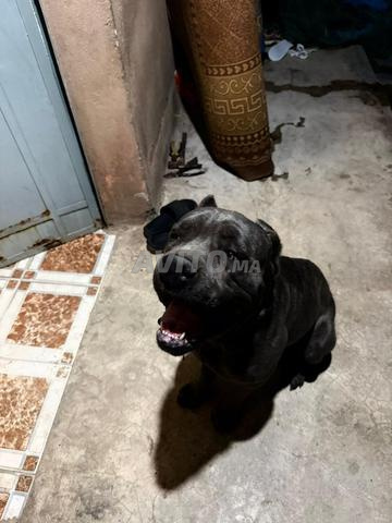Cane Corso - 2