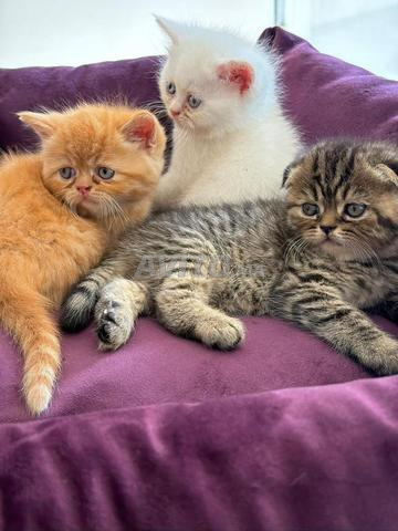 Chatons à vendre