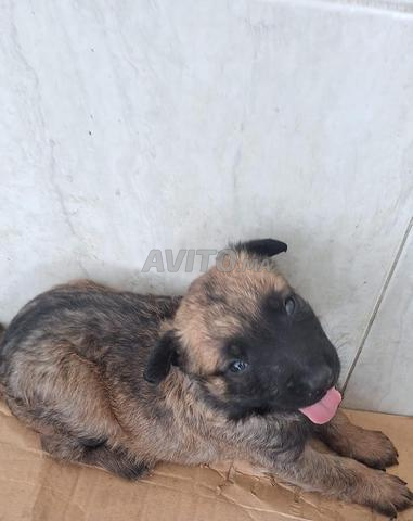 Malinois vacciné à Agadir 1 mois Prix 1000dh - 2