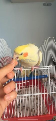 Oiseaux calopsitte