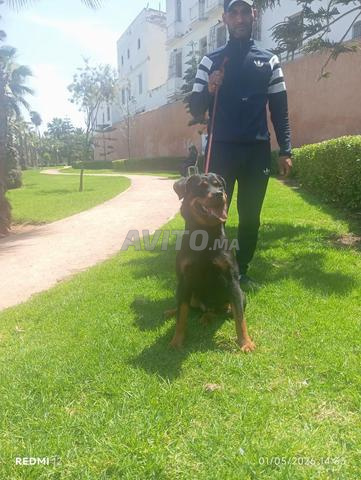 Femelle rottweiler pure race - 2