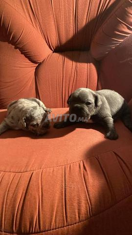 Bulldog Français Exotique