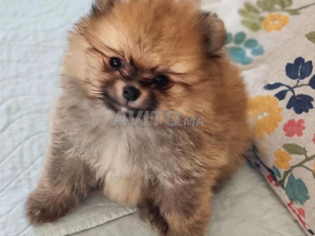 Spitz pomeranien Nain - 2